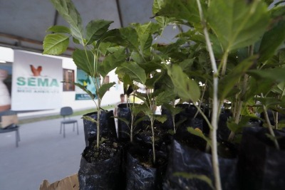notícia: Junho Verde: Feira de Artesanato e Empreendedorismo conta com distribuição de mais de 1 mil mudas