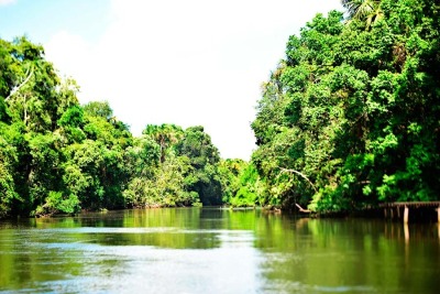notícia: Nova Economia do Amapá: Governo apresenta floresta sustentável como investimento estratégico
