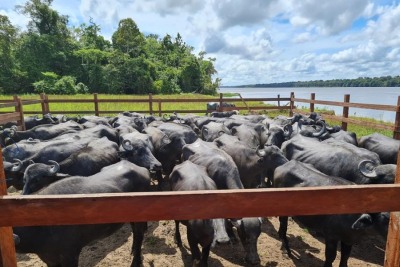 notícia: Governo do Estado garante saúde e segurança dos animais para exposições e comercialização na 30ª Feira Agropesc do Amapá