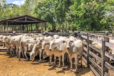 notícia: Campanha de vacinação contra a febre aftosa encerra em 30 de dezembro