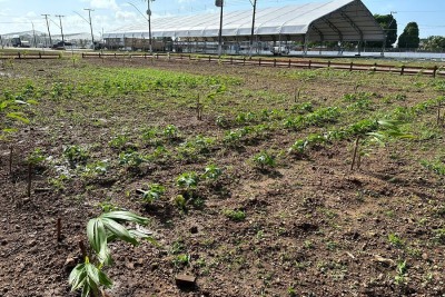 notícia: Governo do Amapá apresenta vitrine com técnicas de agricultura sustentável na 52ª Expofeira