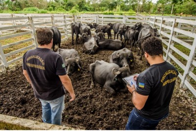 notícia: Governo do Amapá treina técnicos municipais para registros de agroindústrias 