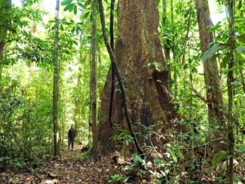 notícia: Amapá abriga maior percentual de áreas protegidas do país