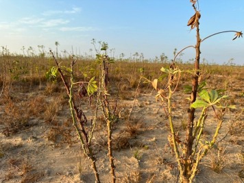 notícia: Governo do Amapá e Embrapa avaliam estratégias para combater doença que atinge plantação de mandioca na zona rural de Macapá