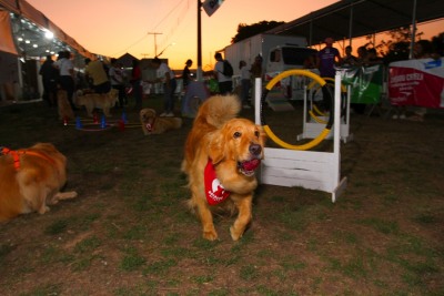 notícia: ParCão da 52ª Expofeira do Amapá recebe encontro de criadores da raça Golden Retriever