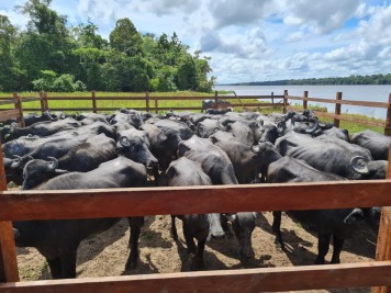 notícia: Febre aftosa: Amapá vacina mais de 95% do rebanho e supera meta do Ministério da Agricultura e Pecuária