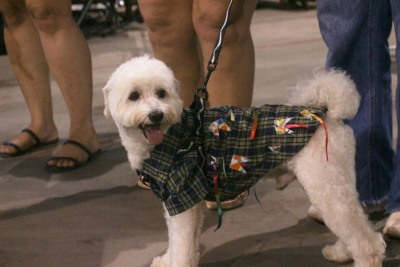 notícia: Governo do Amapá monta 'ParCão' com brincadeiras que promovem saúde física e mental de pets na 52ª Expofeira