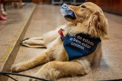 notícia: 52ª Expofeira do Amapá terá ciclo de palestras sobre cuidados com animais e especialidades veterinárias  