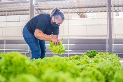 notícia: Governo do Amapá lança chamadas públicas para credenciar produtores e entidades sociais no Programa de Aquisição de Alimentos