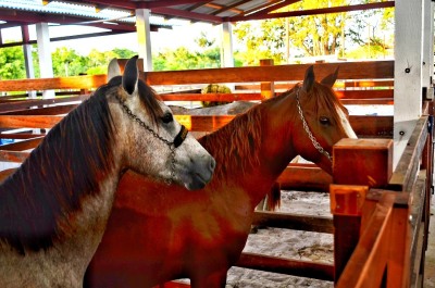 notícia: 52ª Expofeira do Amapá começa a receber animais para exposição e oportunidades de negócios no setor agropecuário 