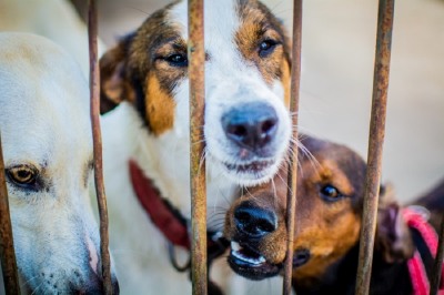 notícia: Governo do Estado realiza 1ª ‘Cãominhada’ para conscientizar população sobre maus-tratos contra os animais