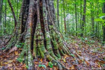 notícia: Governo do Amapá debate as perspectivas do manejo florestal sustentável como alternativa de conservação da espécie acapu