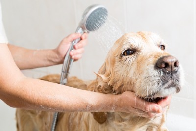 notícia: Governo do Amapá abre vagas para curso de banho e estética animal na 52ª Expofeira