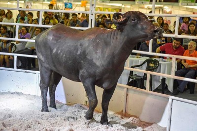 notícia: Governo do Estado abre inscrições para participação de animais na 52ª Expofeira do Amapá