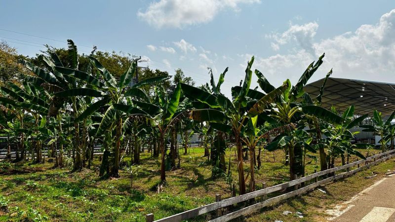 Após a expofeira de 2023 foram feitos os plantios da cultura de banana para usar o sombreamento neste ano.