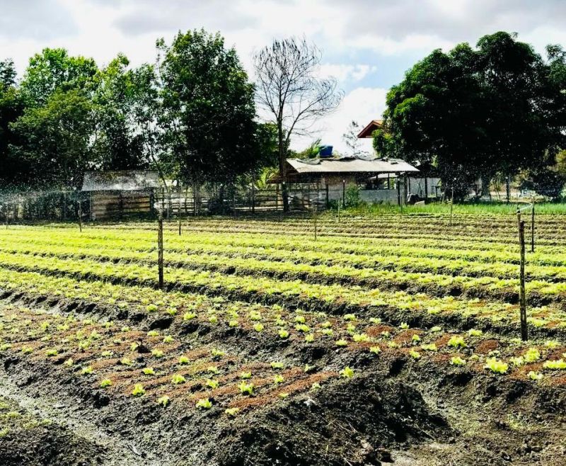 Área de hortaliças orgânicas, na Linha F, em Macapá, recebeu diversos materiais para o desenvolvimento do arranjo