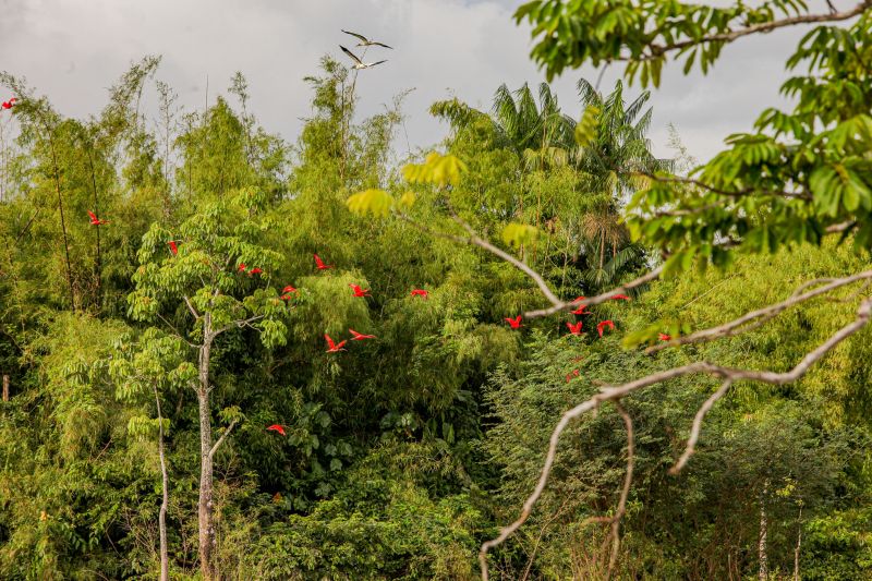 Programação no Amapá consolida o estado como integrante da COP30