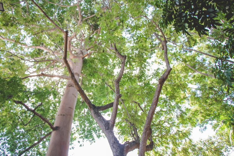 Desenvolvimento sustentável que mantém a floresta em pé