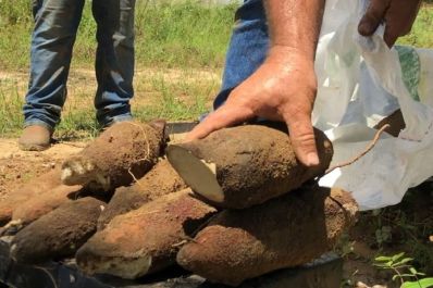 notícia: Com investimentos do Governo do Amapá, produção local de mandioca bate recorde nacional