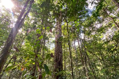 notícia: Bolsa Floresta: madeira extraída por plano de manejo sustentável garante renda para mais de mil famílias em Mazagão 