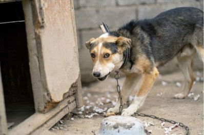 notícia: Governo do Amapá amplia atendimento e denúncias de maus-tratos a animais podem ser registradas em todas as delegacias