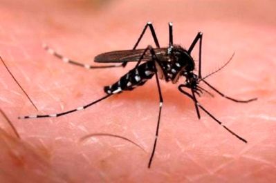 notícia: Governo do Amapá e prefeituras avaliam cenário da dengue em todo o estado