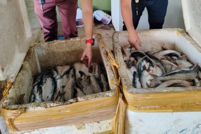 notícia: Batalhão Ambiental apreende toneladas de pescado, animais silvestres e carvão em 5 meses no Amapá