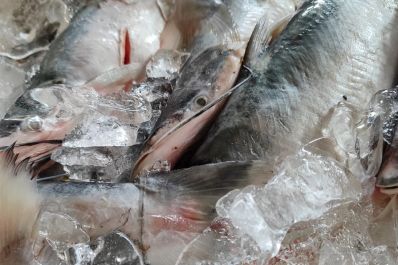 notícia: Após intensas fiscalizações, Batalhão Ambiental apreende mais de cinco toneladas de pescado durante período de defeso 