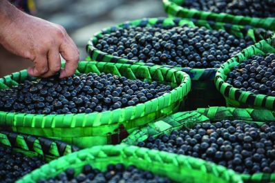 notícia: Startup20: Amapá apresentará açaí para maiores potências econômicas do mundo