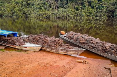 notícia: Governo do Amapá inicia entrega das 175 mil sementes de mandioca para 12 comunidades indígenas de Oiapoque