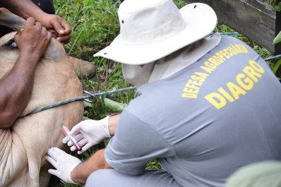 notícia: Governo do Amapá inicia estudo soroepidemiológico para obter certificação internacional de livre da aftosa sem vacinação