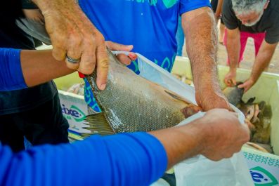 notícia: Peixe Popular movimenta cerca de R$ 2 milhões em vendas e gera mais de 300 empregos durante a Semana Santa, no Amapá 