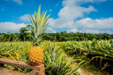 notícia: Cultivo do abacaxi em Porto Grande é declarado Patrimônio Cultural Imaterial do Amapá