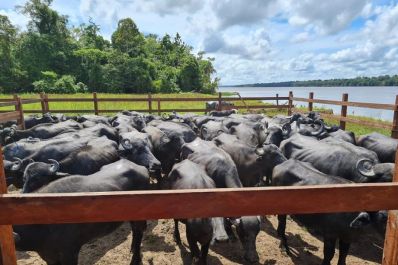 notícia: Criadores têm até 15 de janeiro para declarar a vacinação contra a aftosa em rebanhos no Amapá