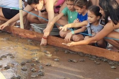 notícia: Governo do Amapá participa da soltura de 15 mil filhotes de quelônios à natureza, no Pará 