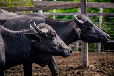 notícia: Febre Aftosa: Amapá vacina mais de 97% do rebanho e alcança o maior índice de imunização dos últimos nove anos