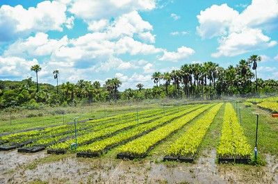 notícia: Conheça os mitos e verdades sobre o programa de Zoneamento Ecológico-Econômico do Governo do Amapá