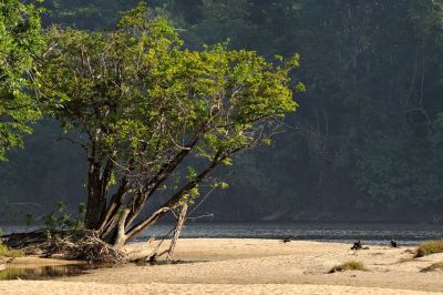 notícia: Pré-COP30: Governo do Estado inicia construção do Plano de Apoio à Bioeconomia com debate sobre potencialidades do Amapá