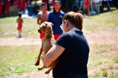 notícia: Governo do Amapá garante vacinação antirrábica para animais do território indígena Wajãpi 