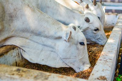 notícia: Leilão de animais deve movimentar cerca de meio milhão em negócio para pecuaristas na 53ª Expofeira do Amapá