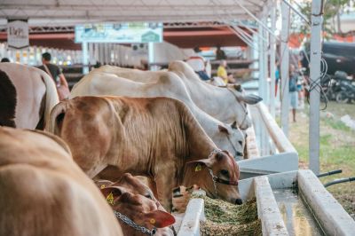 notícia: Comercialização de animais para o setor rural movimenta mais de R$ 830 mil durante a 53ª Expofeira do Amapá