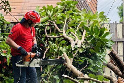 notícia: Corpo de Bombeiros do Amapá registra oito quedas de árvores durante temporal que atingiu Região Metropolitana de Macapá