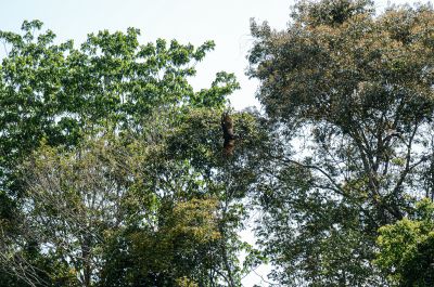 notícia: Durante expedição do Governo do Estado, pesquisadores localizam faixa de árvores gigantes na Reserva do Rio Iratapuru