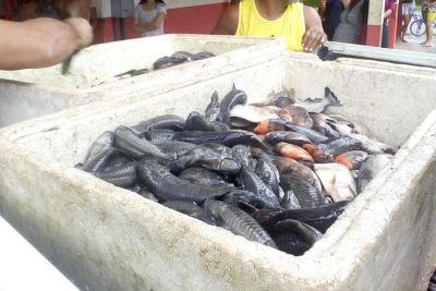 notícia: Governo do Estado alerta para início do período de defeso para 21 espécies de peixes no Amapá