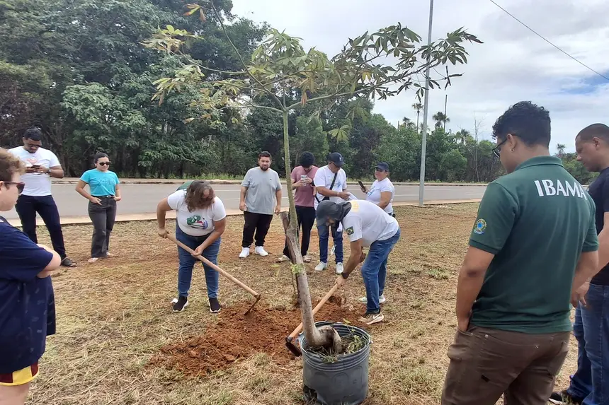 Uma samaúma foi plantada em celebração aos 26 anos de atuação do Ibama no Amapá