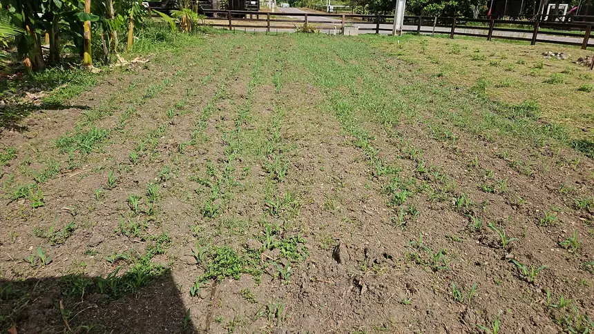 Plantio de milho nos sitema convencional e com uso de bioinsumos 