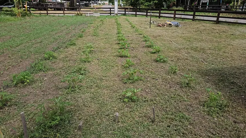 Produção de mandioca 