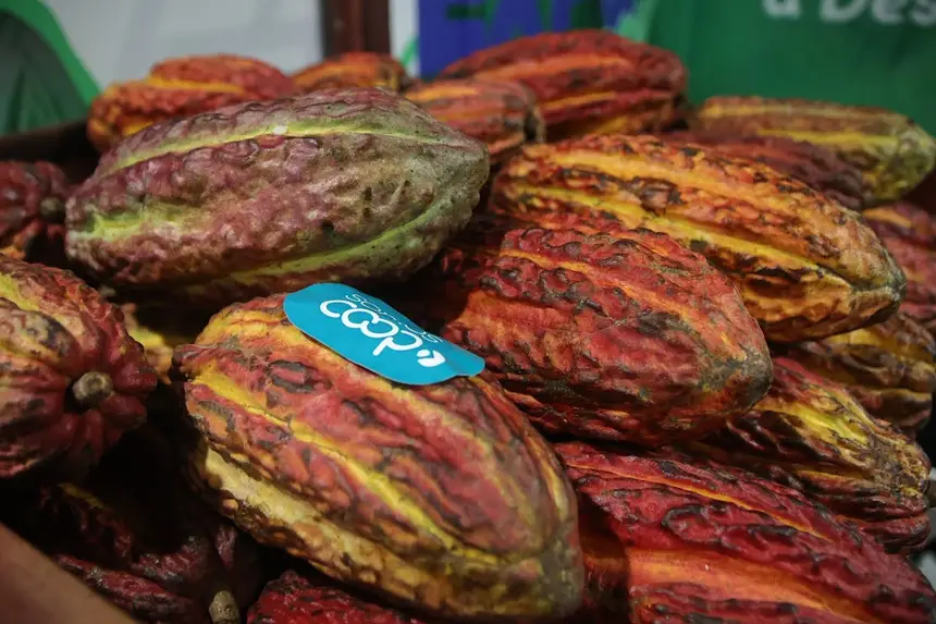 Comercialização do cacau em natura 