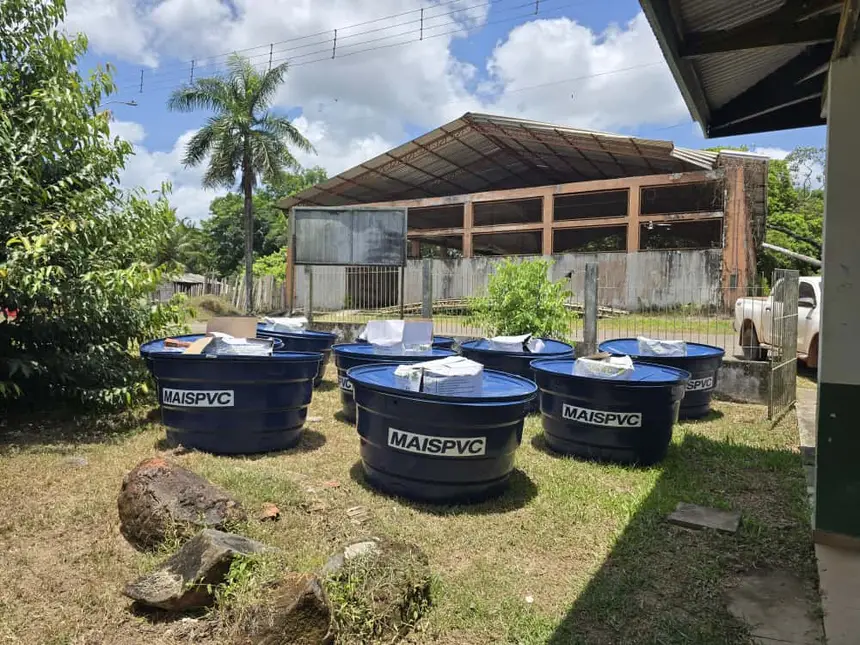 Tartarugalzinho 