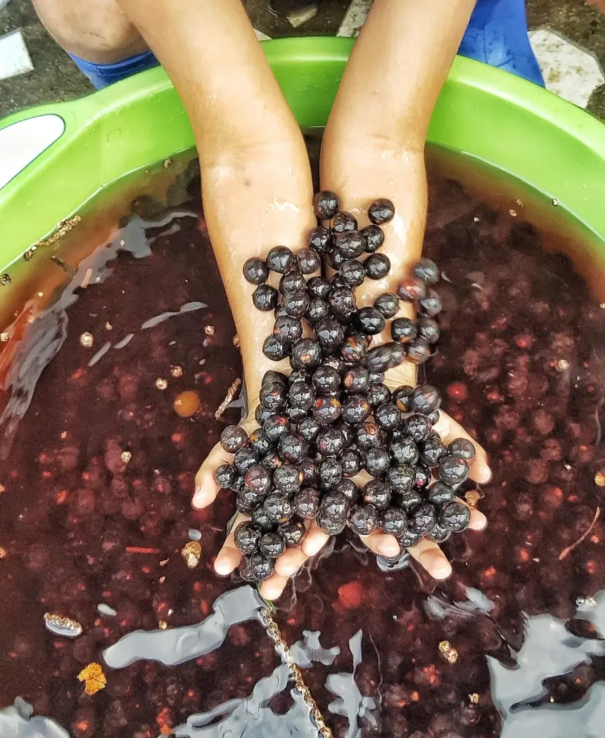  <div class='credito_fotos'>Foto: Jorge Júnior/GEA   |   <a href='/midias/2025/originais/20251106143313-GF00016651-F00208659.webp' download><i class='fa-solid fa-download'></i> Download</a></div>